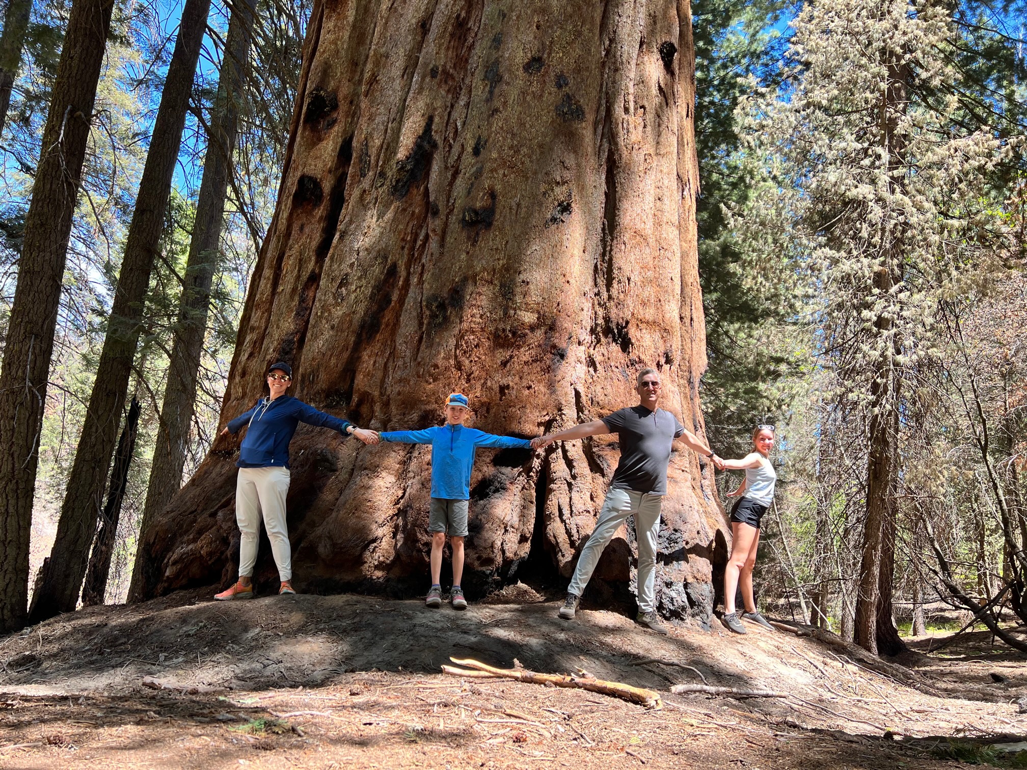 Sequoia National Park Giant Sequoia